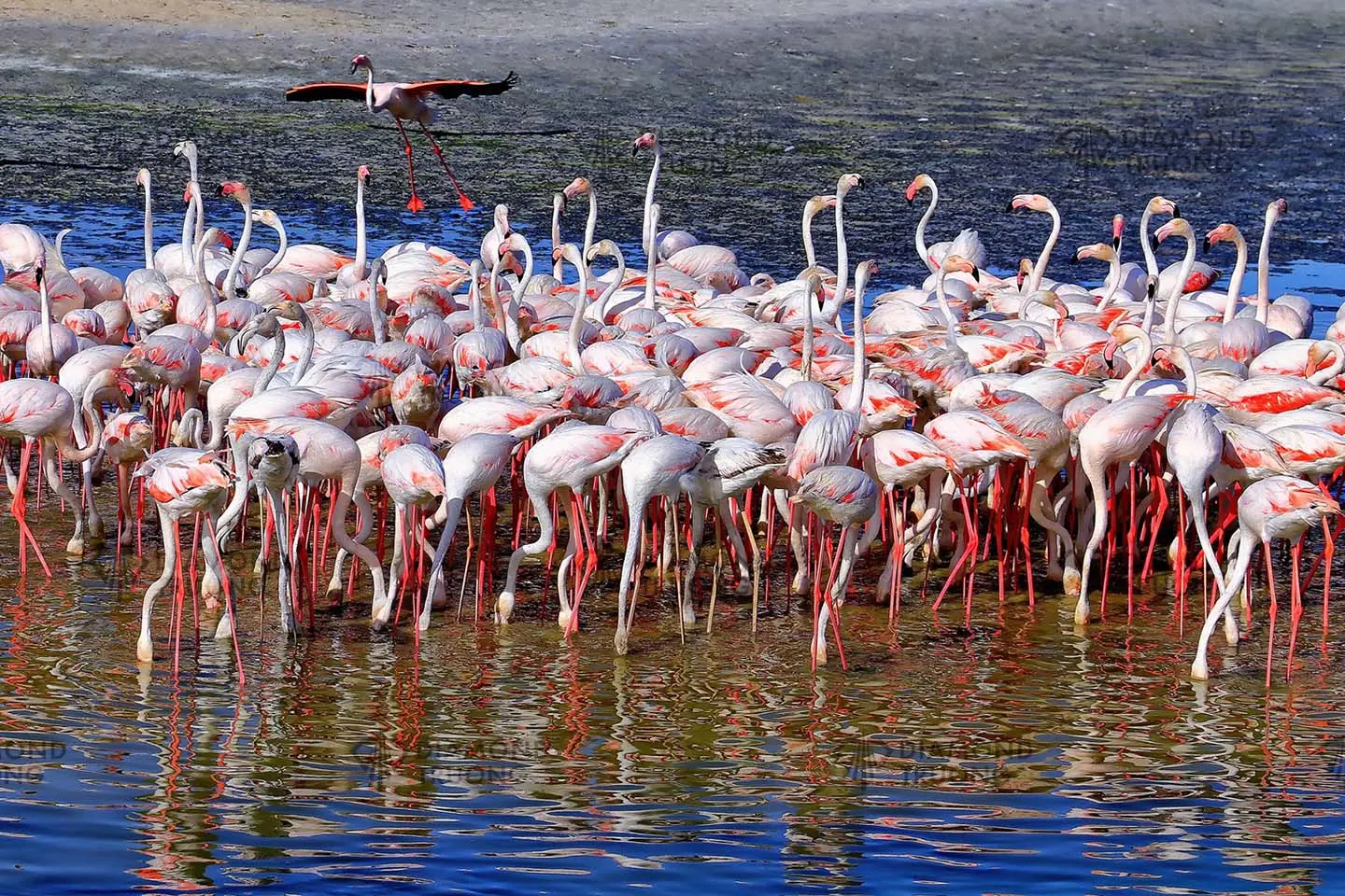 A flock of flamingos wading in shallow water, with one flying above